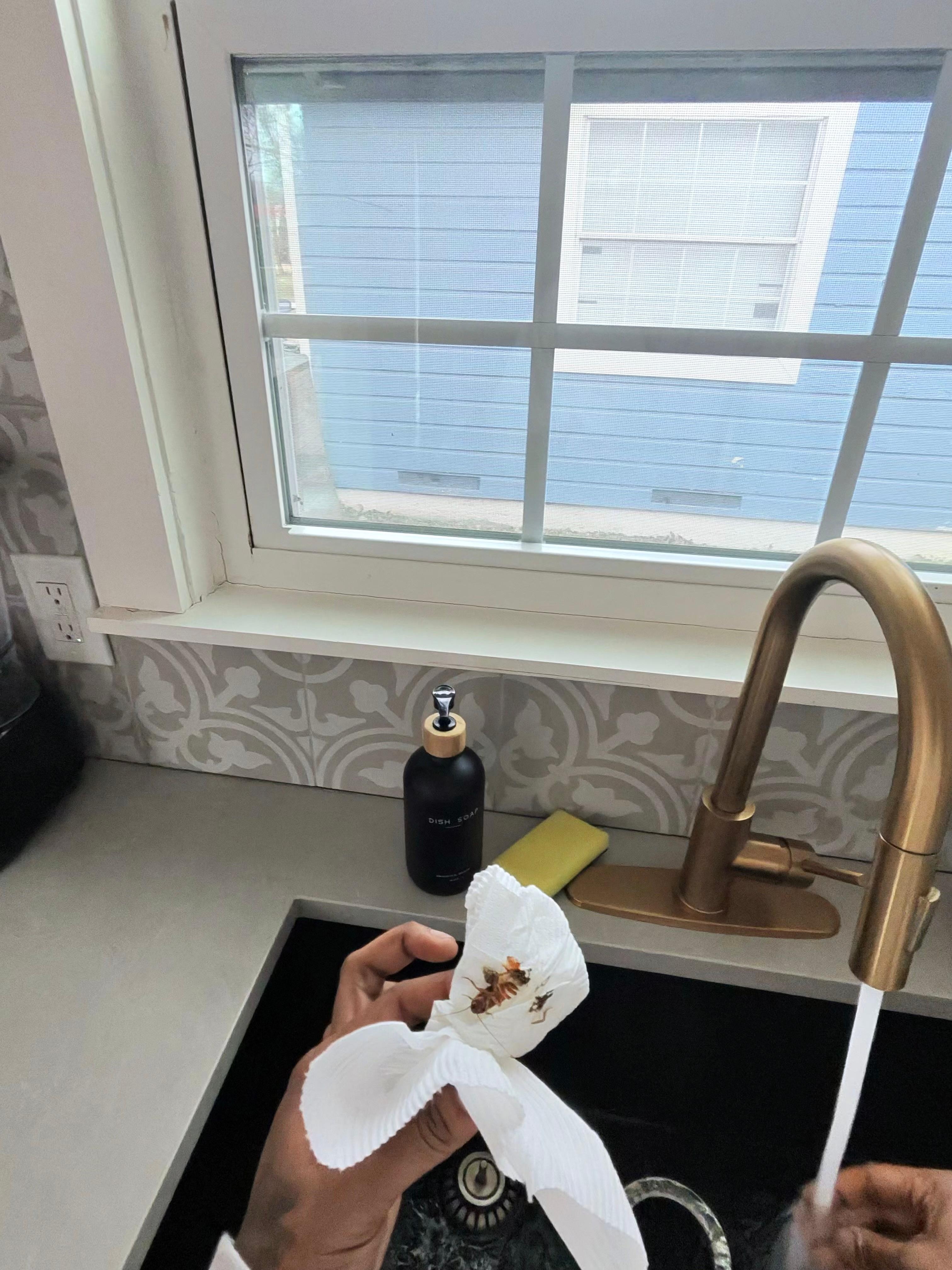 No curtains first roach killed