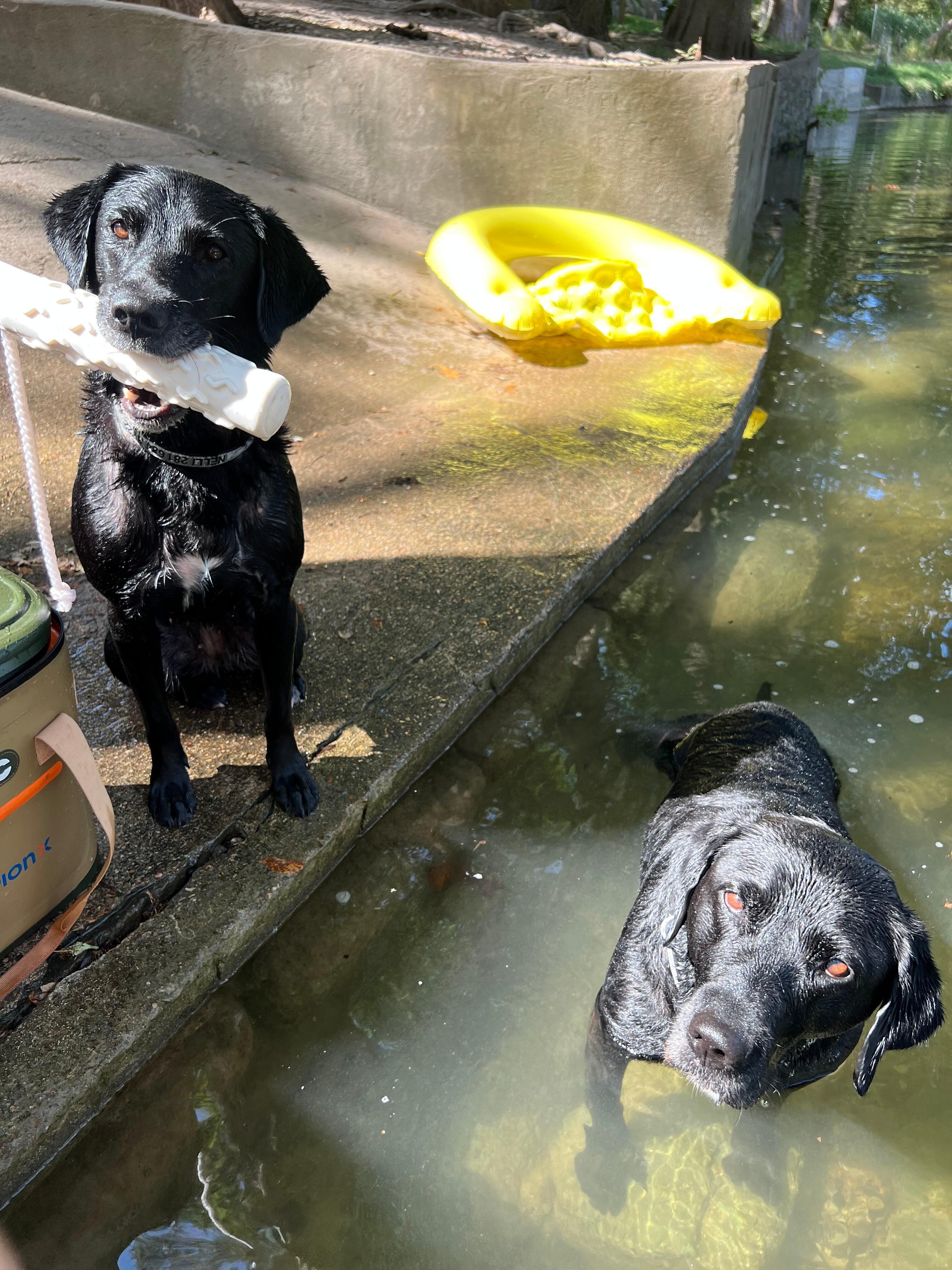 Nelli & Maggie enjoyed playing in the river everyday