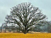 PA Champion White Oak nearby