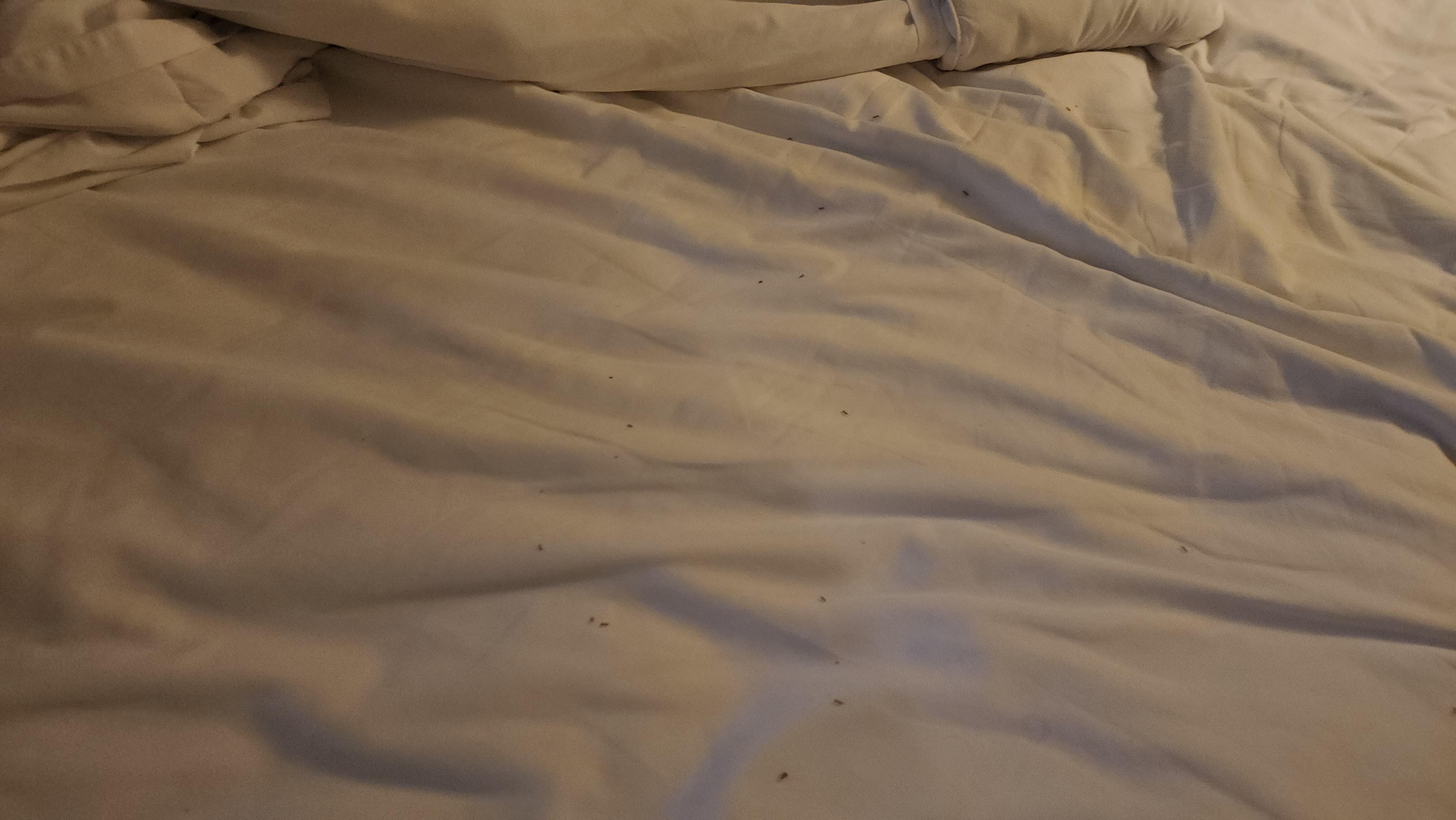 Ants 