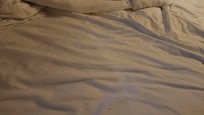 Ants
