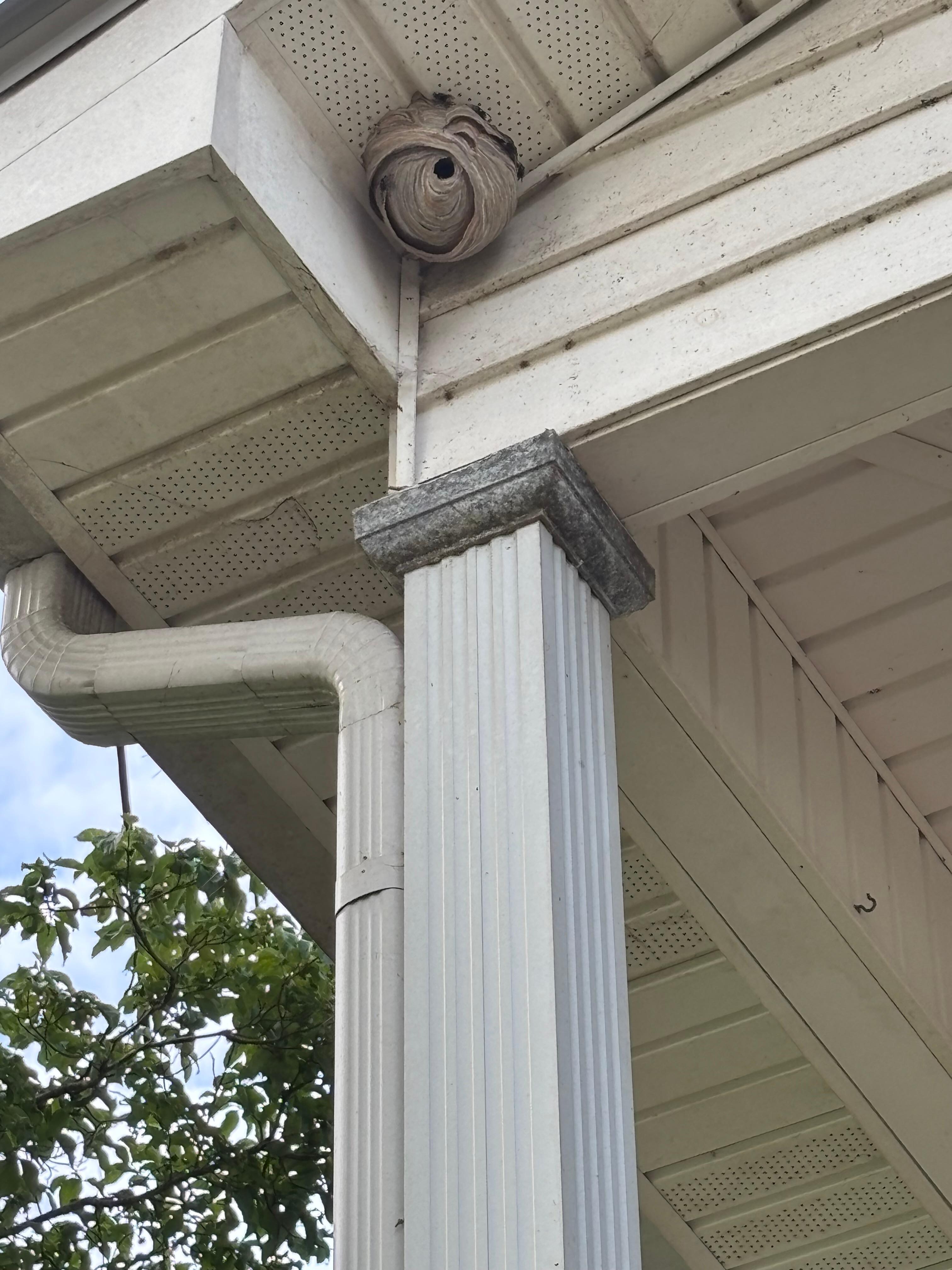 Wasp nest in corner of porch