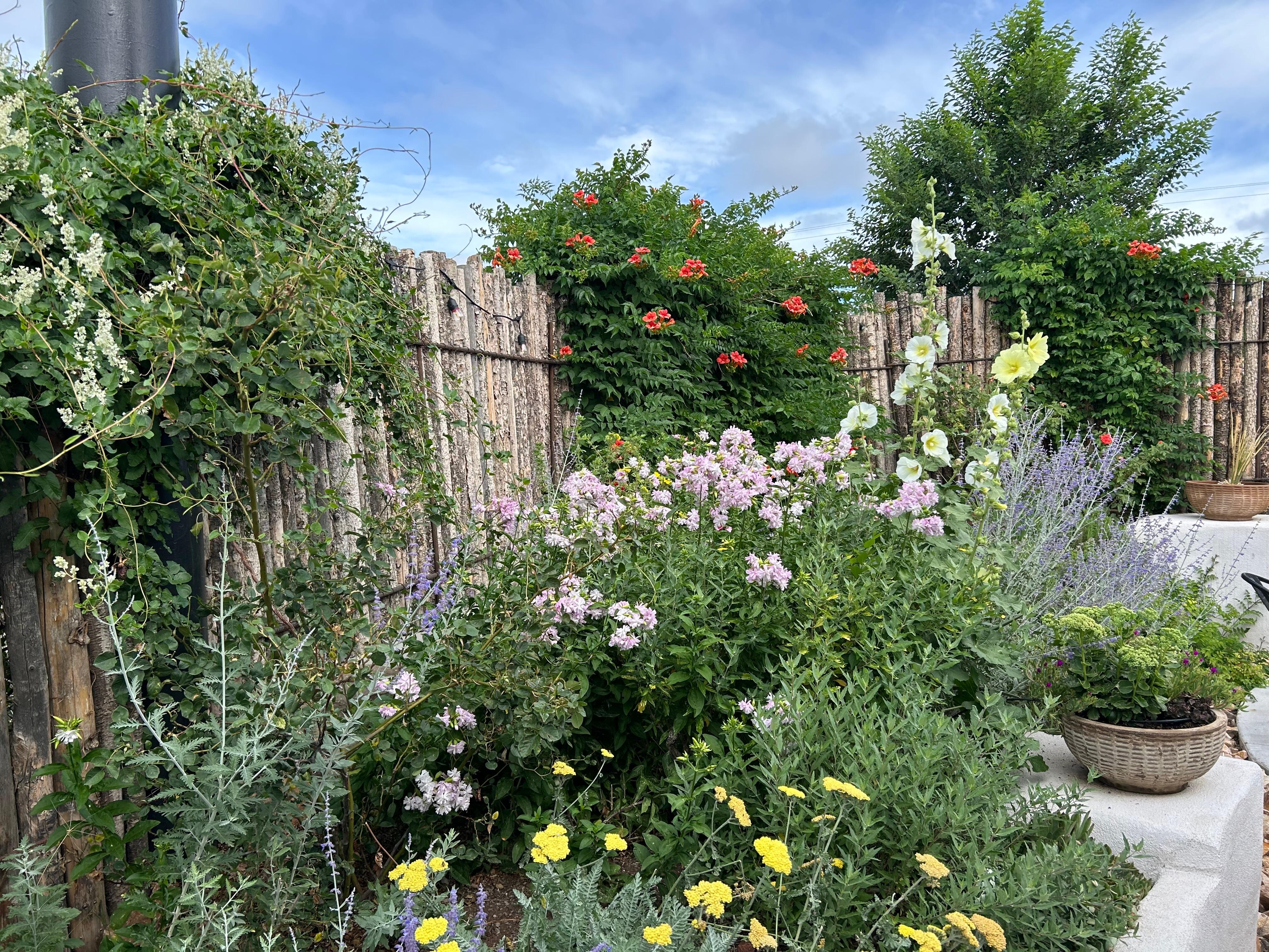 Garden by restaurant 