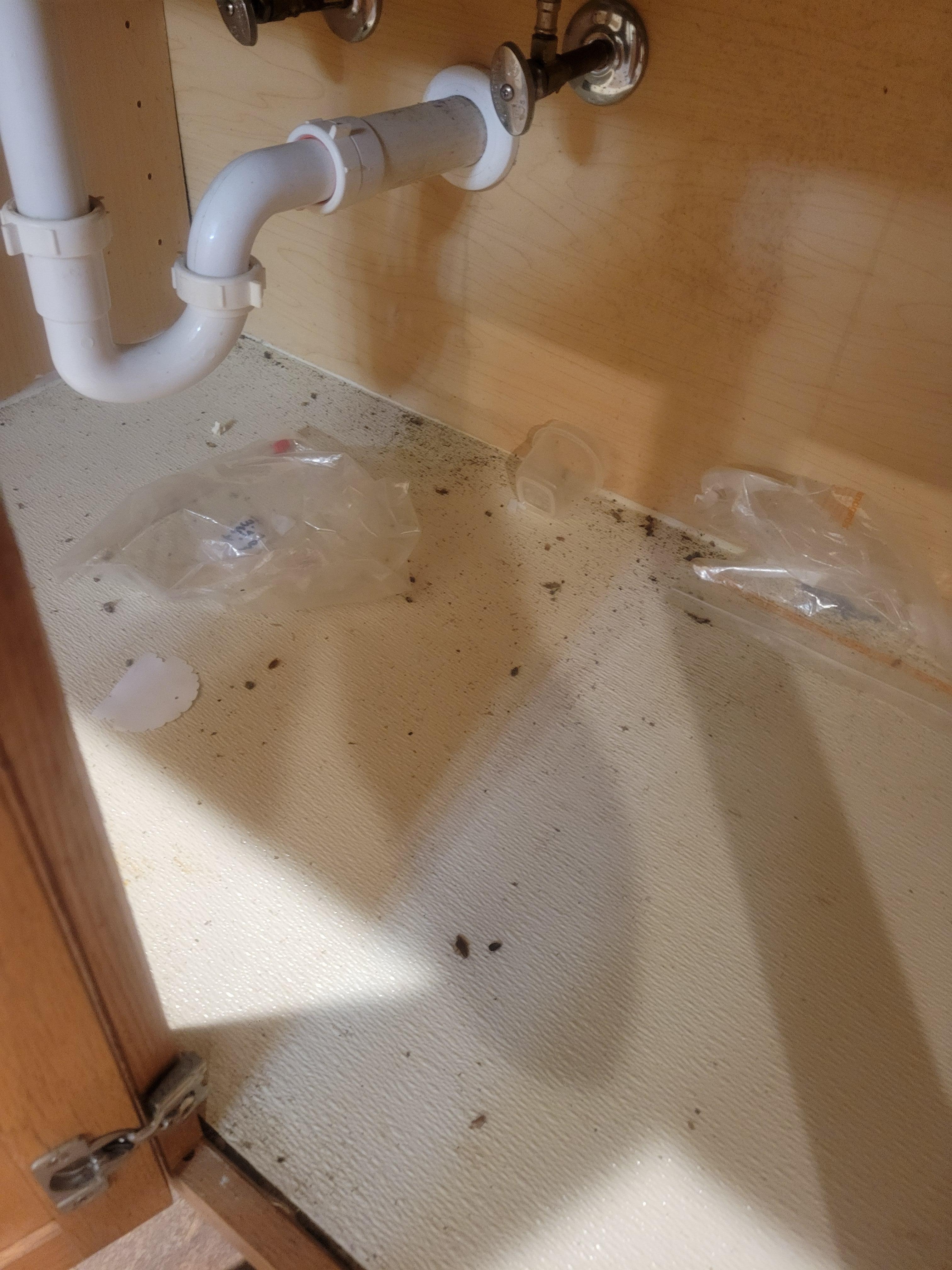 Dead roaches under the cabinet 