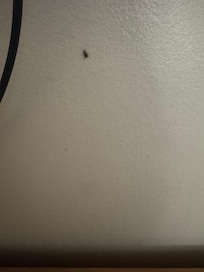 Roach