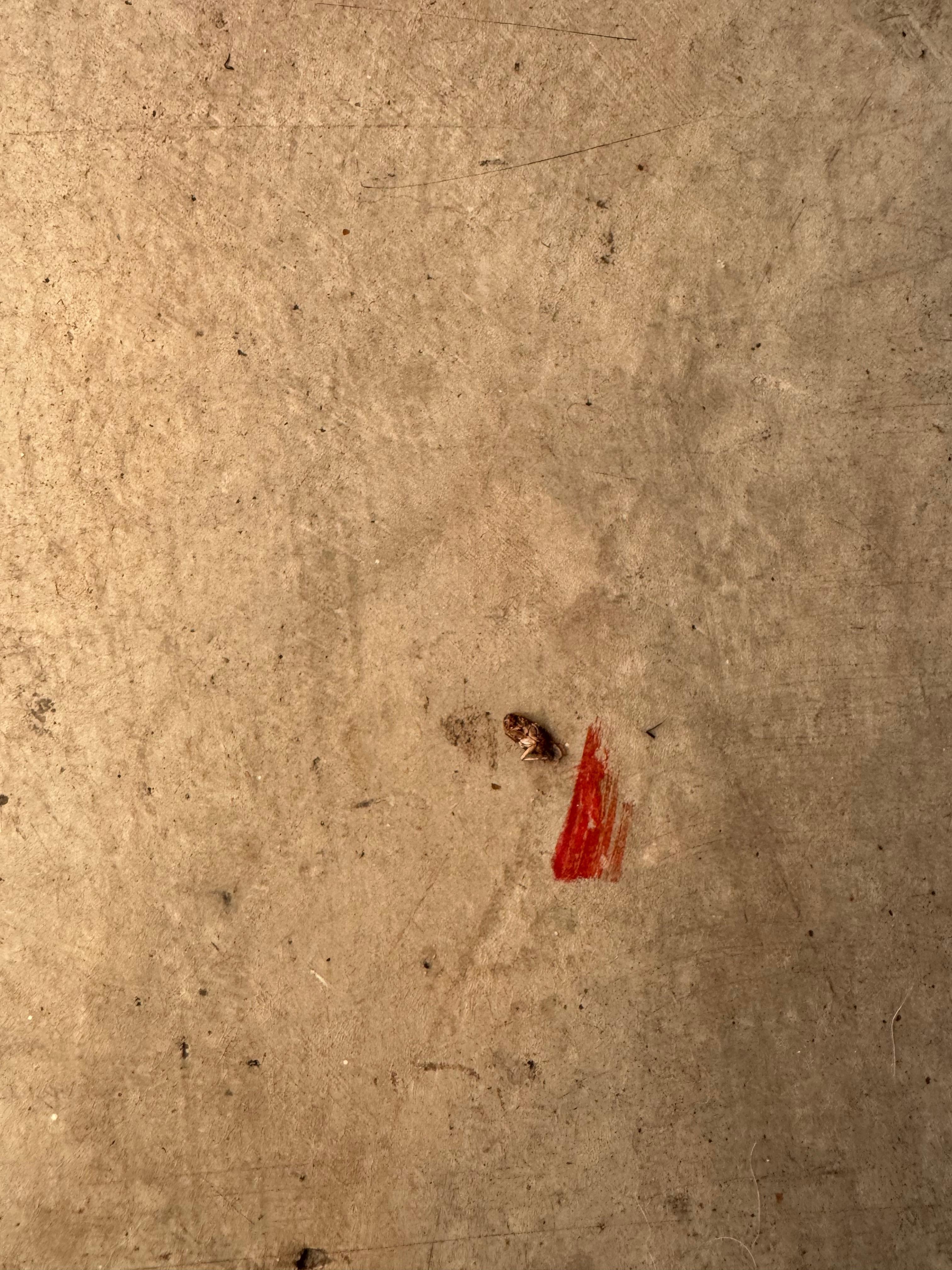 Bugs like this everywhere. 