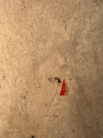 Bugs like this everywhere.