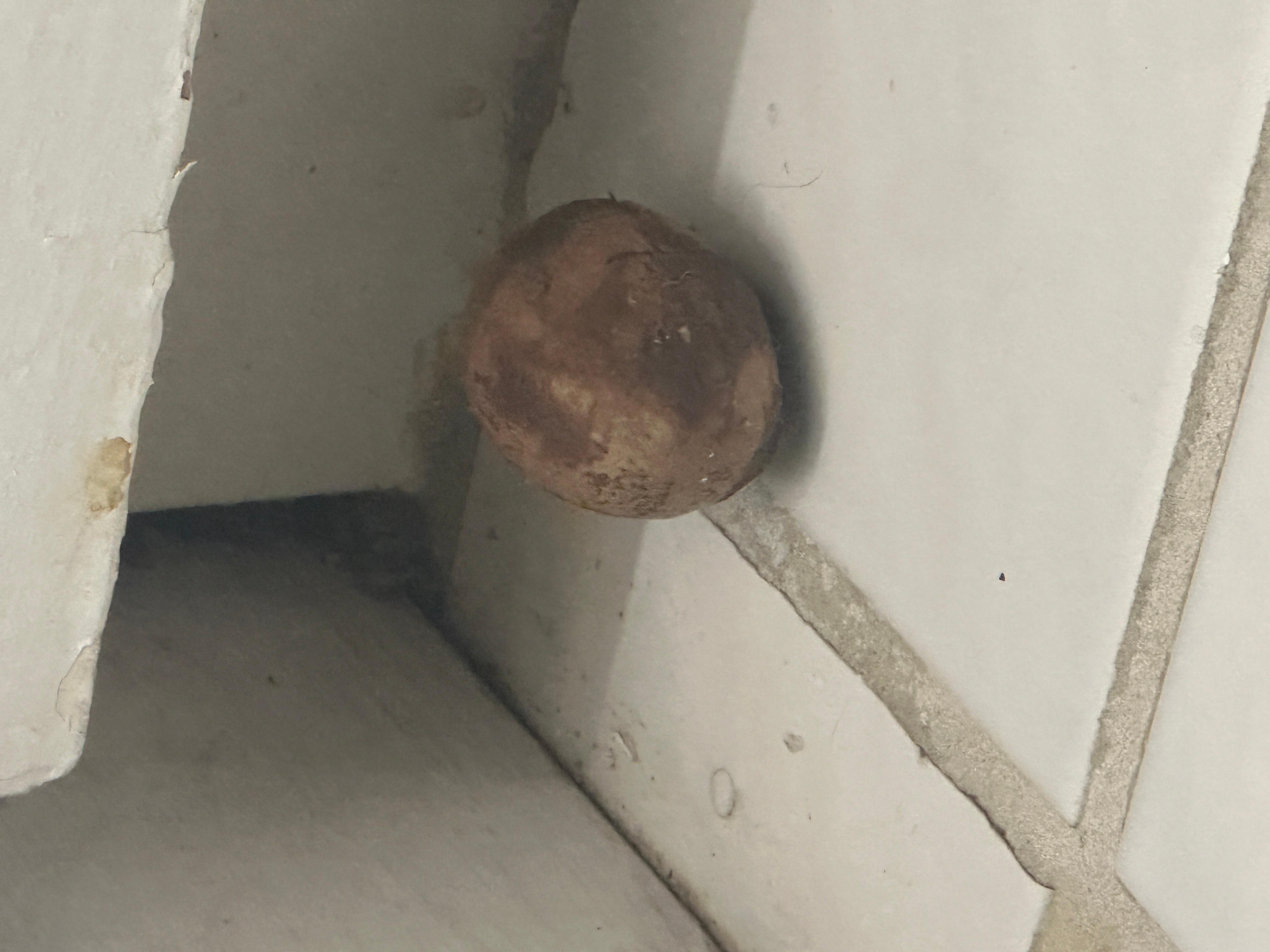 Old rotten avocado seed left in kitchen because this place was not cleaned before I arrived. This site will only allow me to upload one photo but I have plenty more.