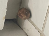 Old rotten avocado seed left in kitchen because this place was not cleaned before I arrived. This site will only allow me to upload one photo but I have plenty more.