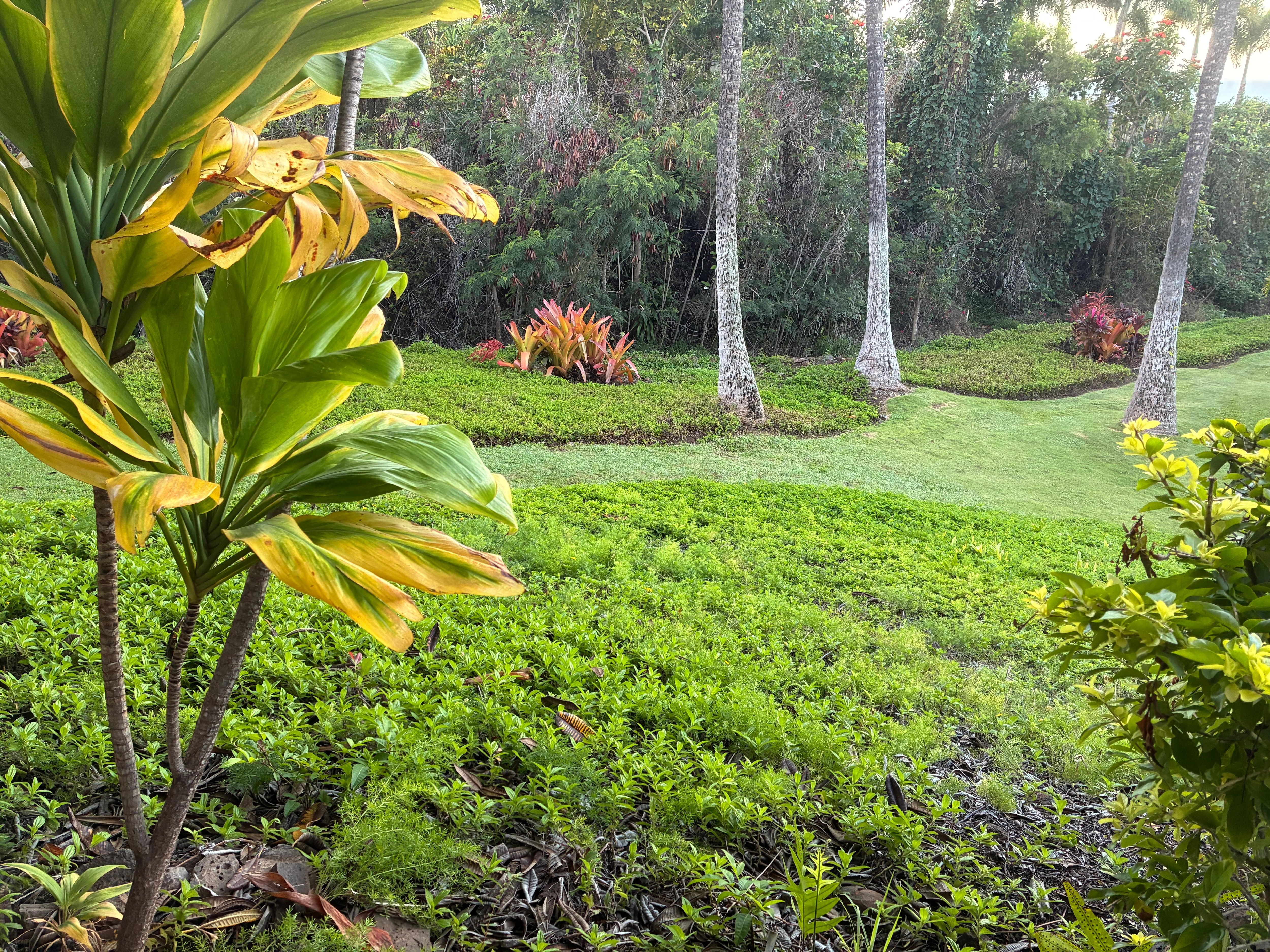 From bedroom window.