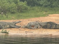 Crocodiles on the Nile
