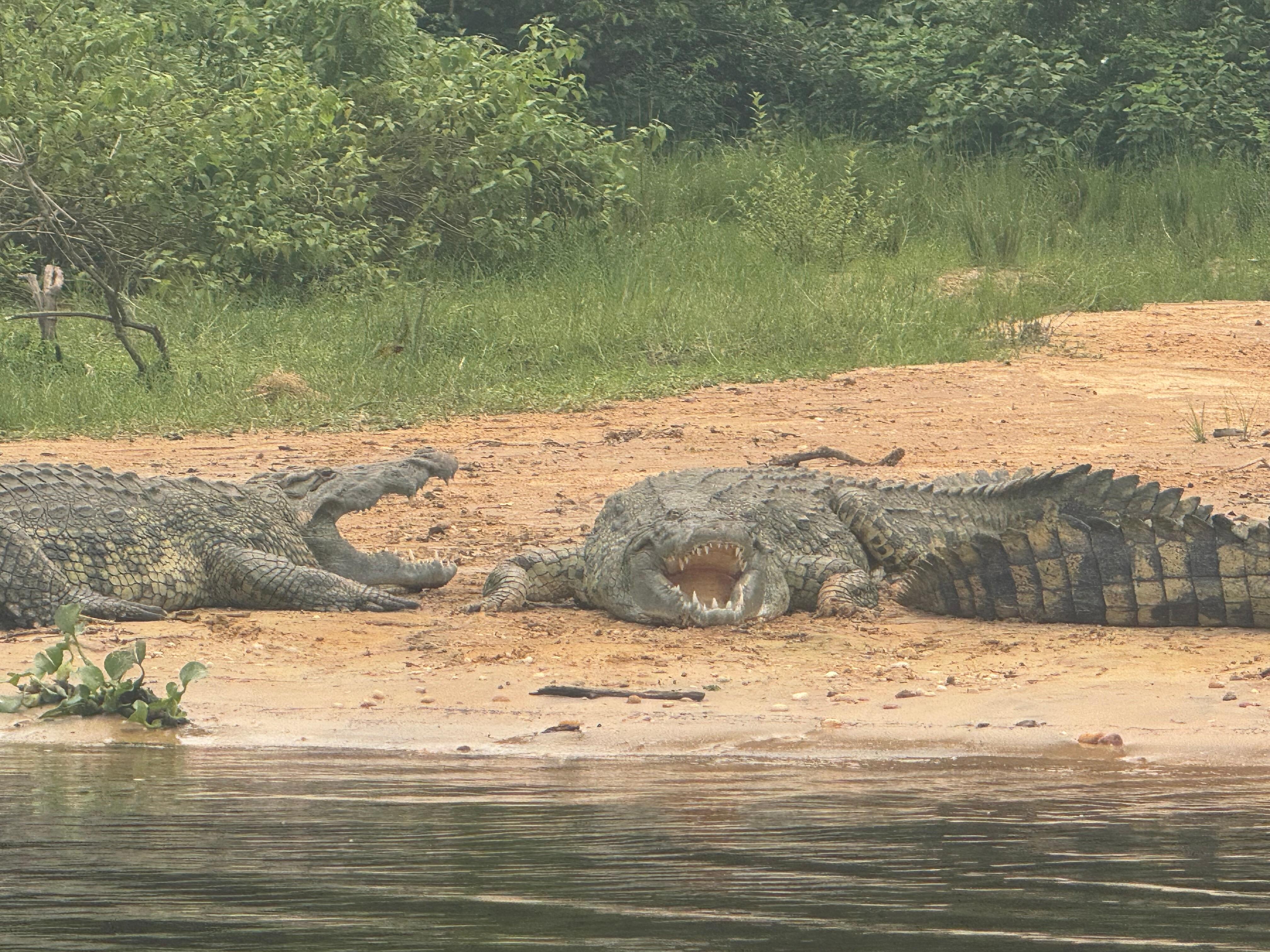  Crocodiles on the Nile