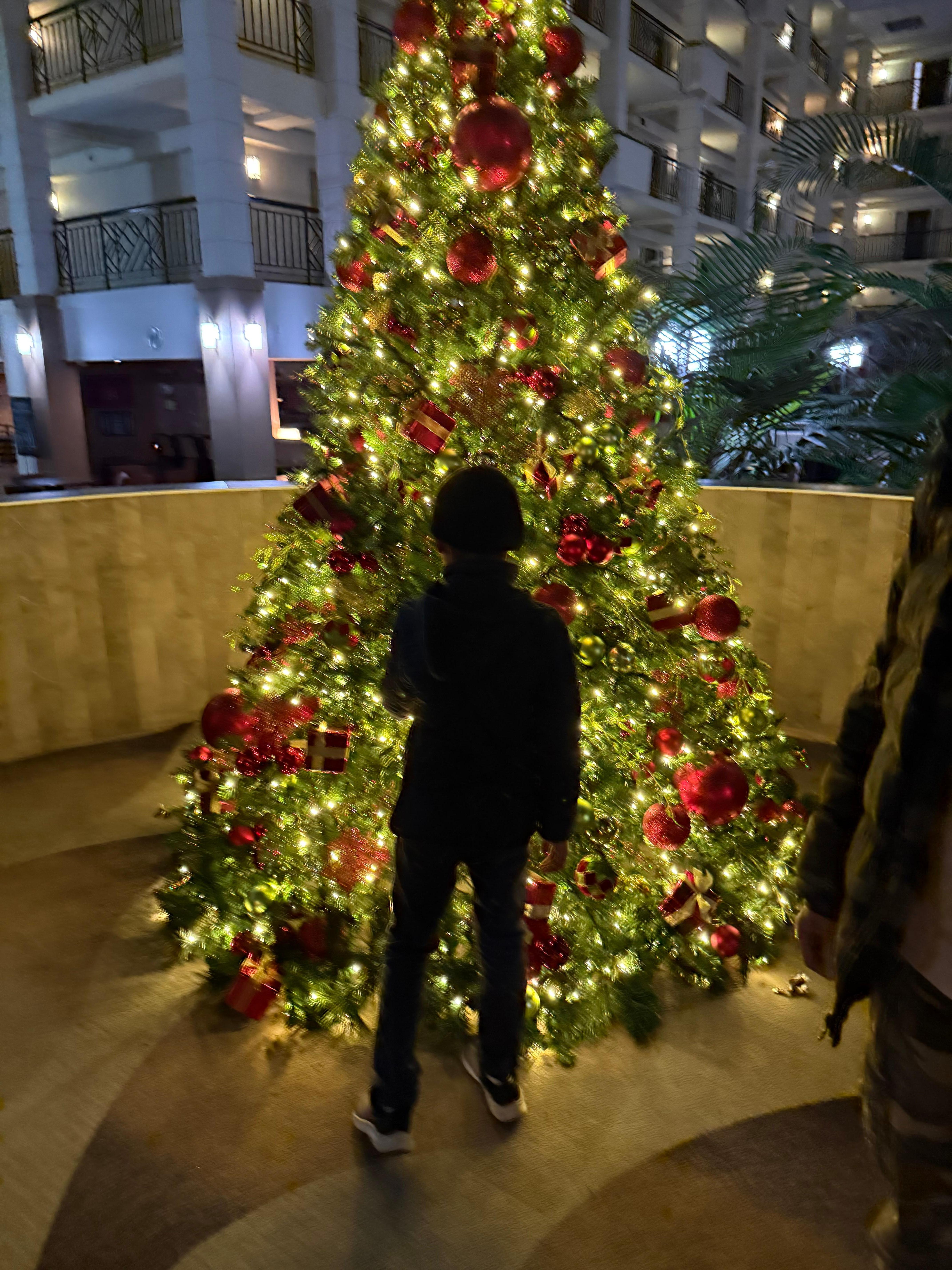 The little one in front of the tree.