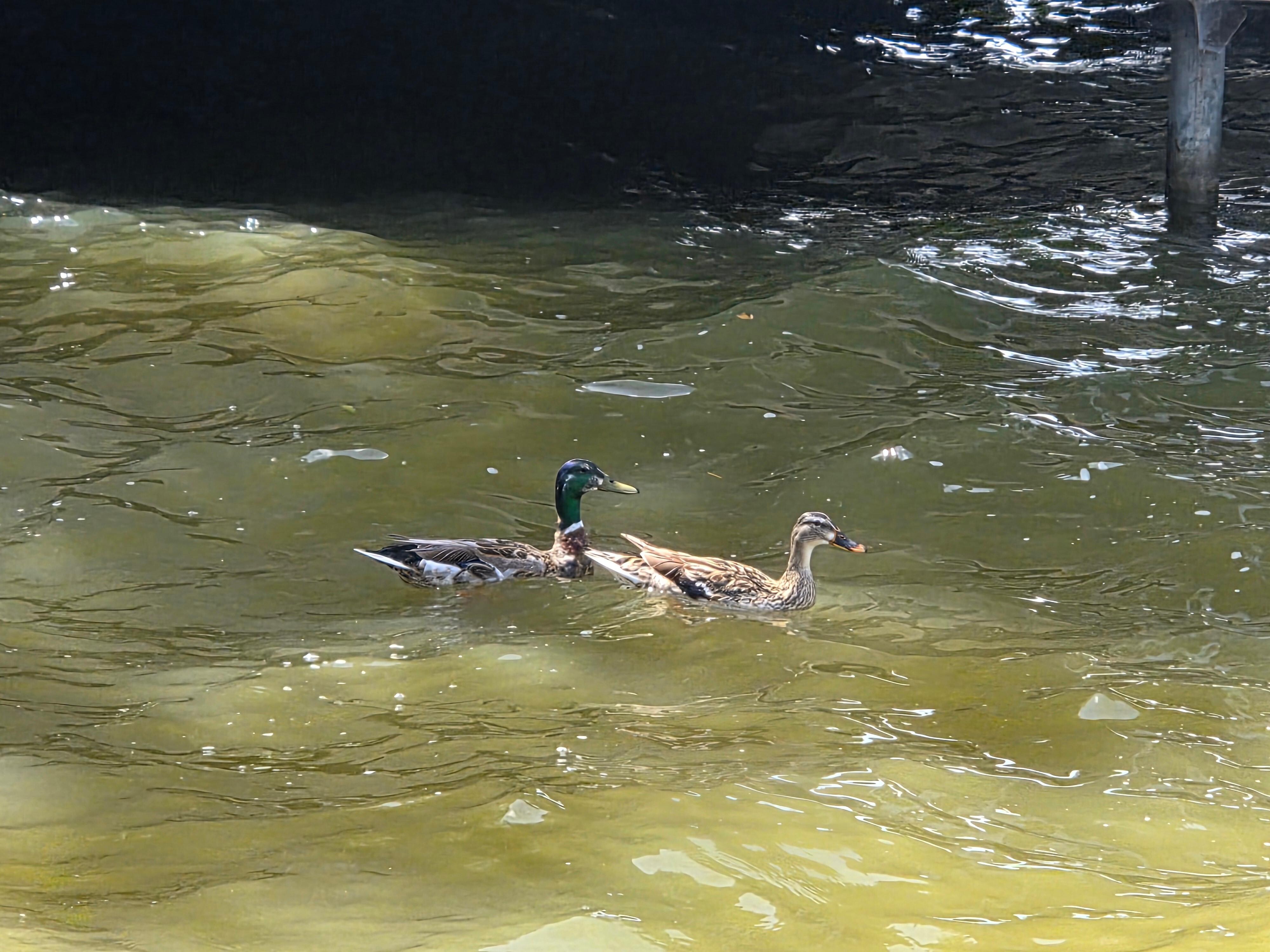Ducks passing by