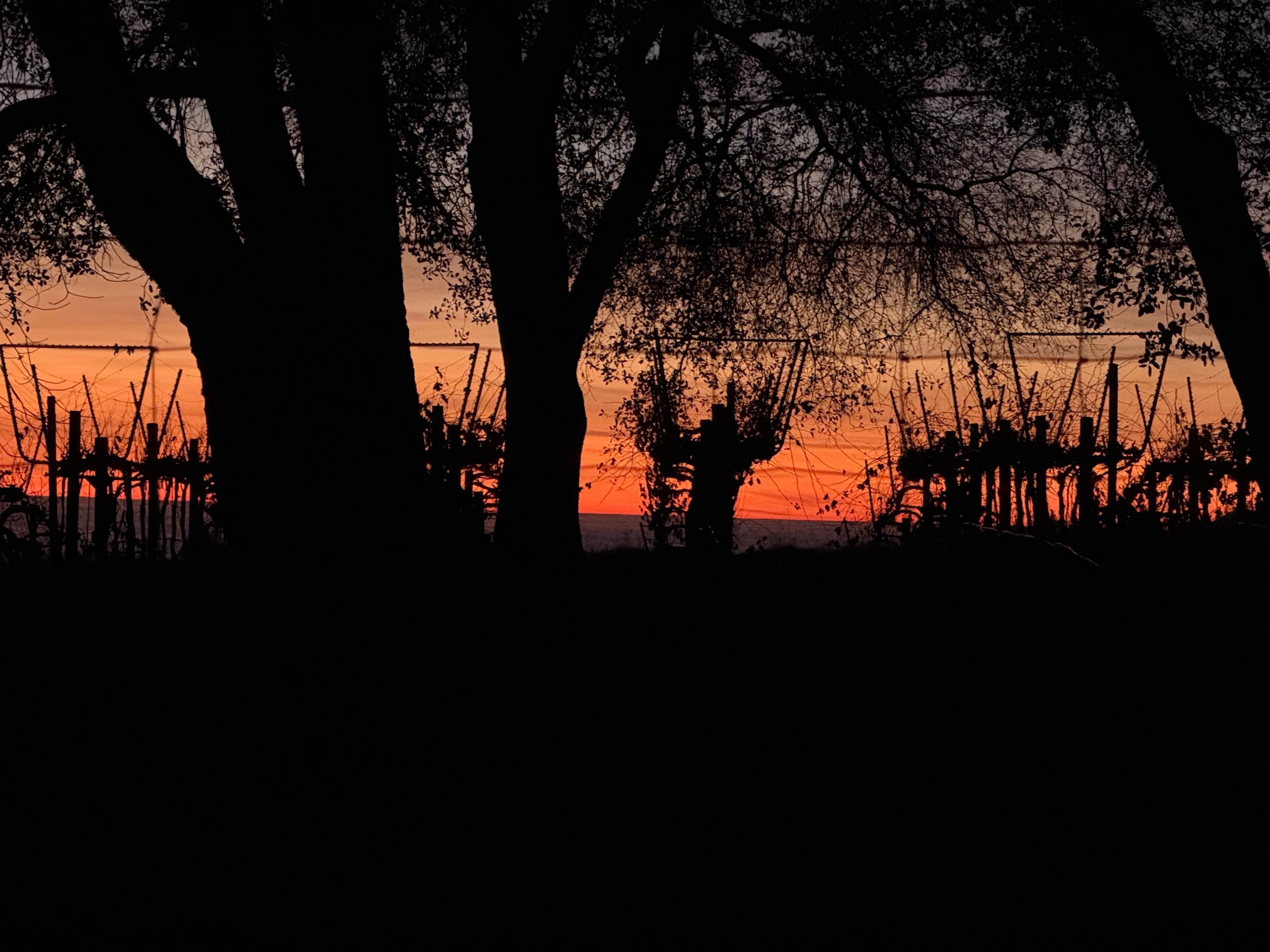 Sunset in the vineyards