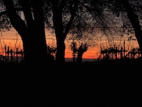 Sunset in the vineyards