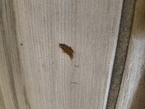Roach #2