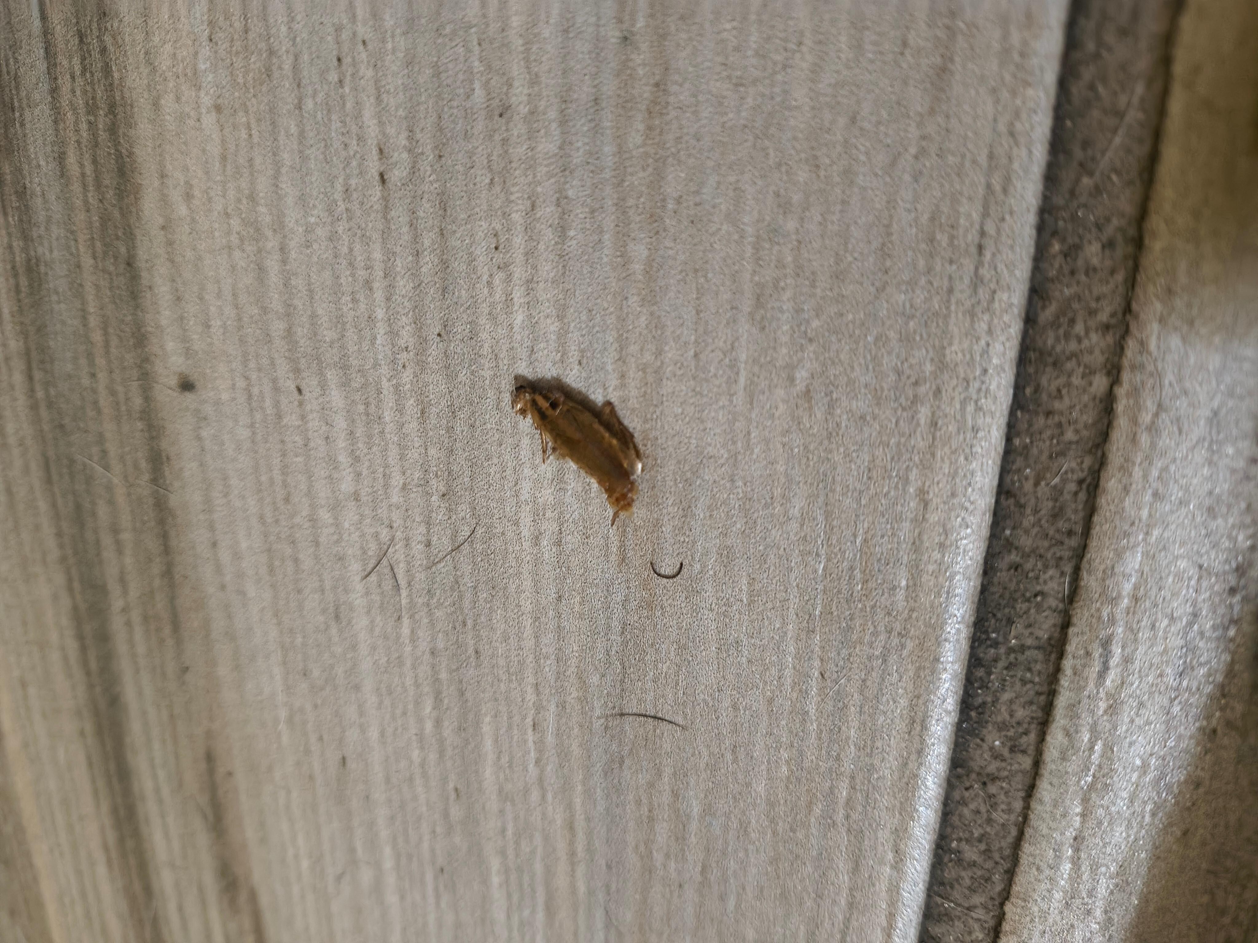 Roach #2