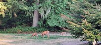Deer visit