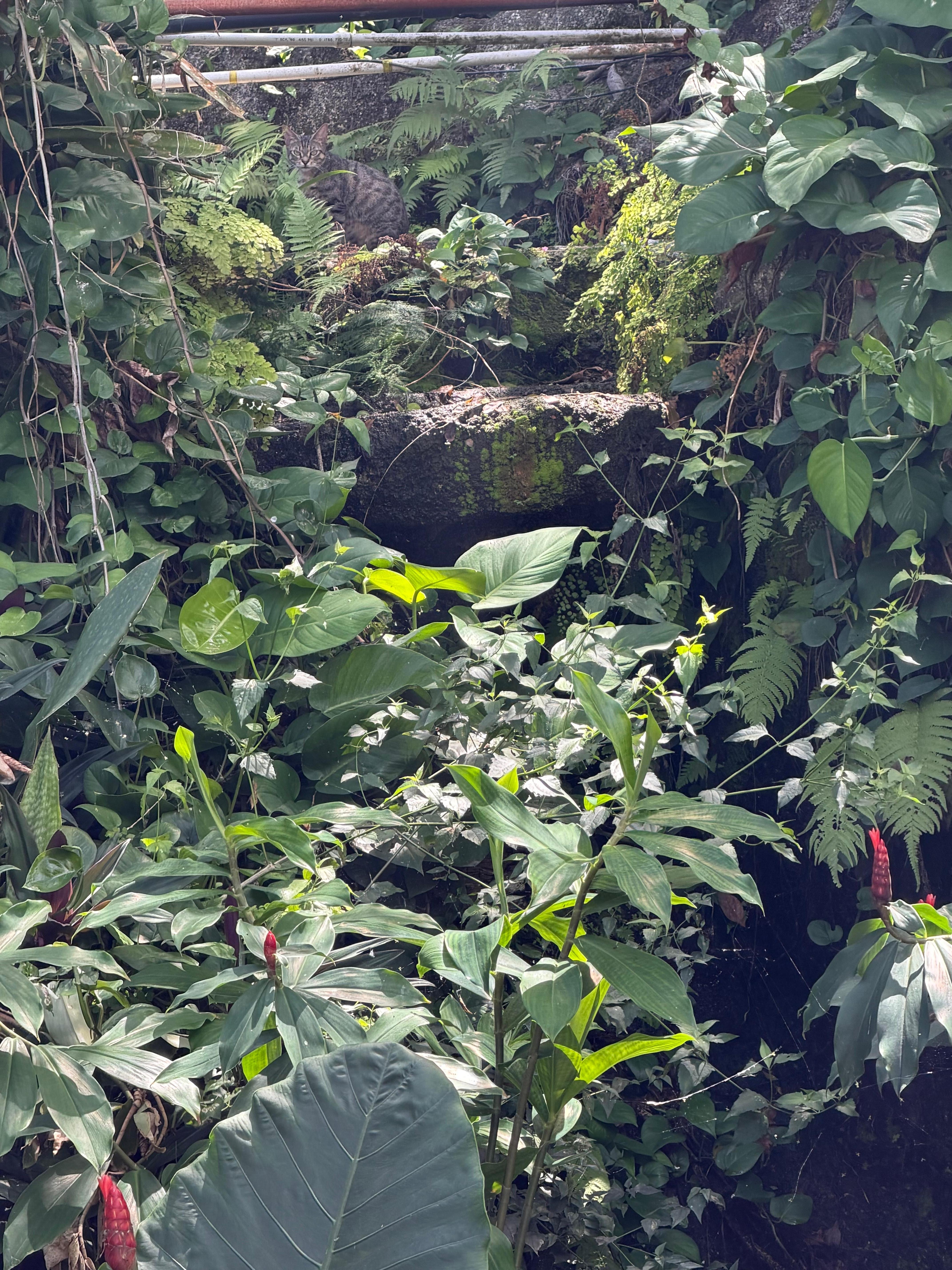 Outside back gardens 