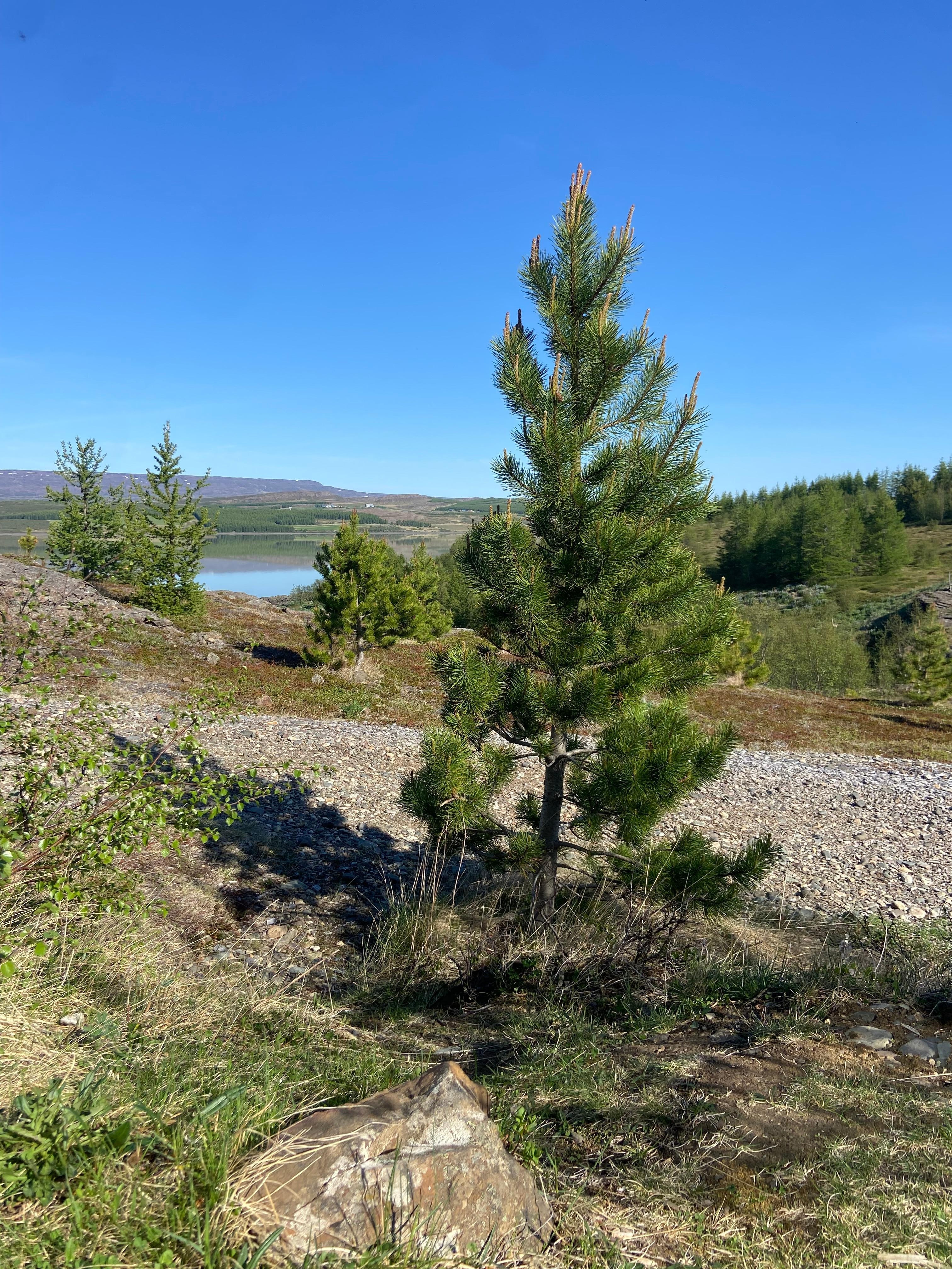 Forest and lake view 