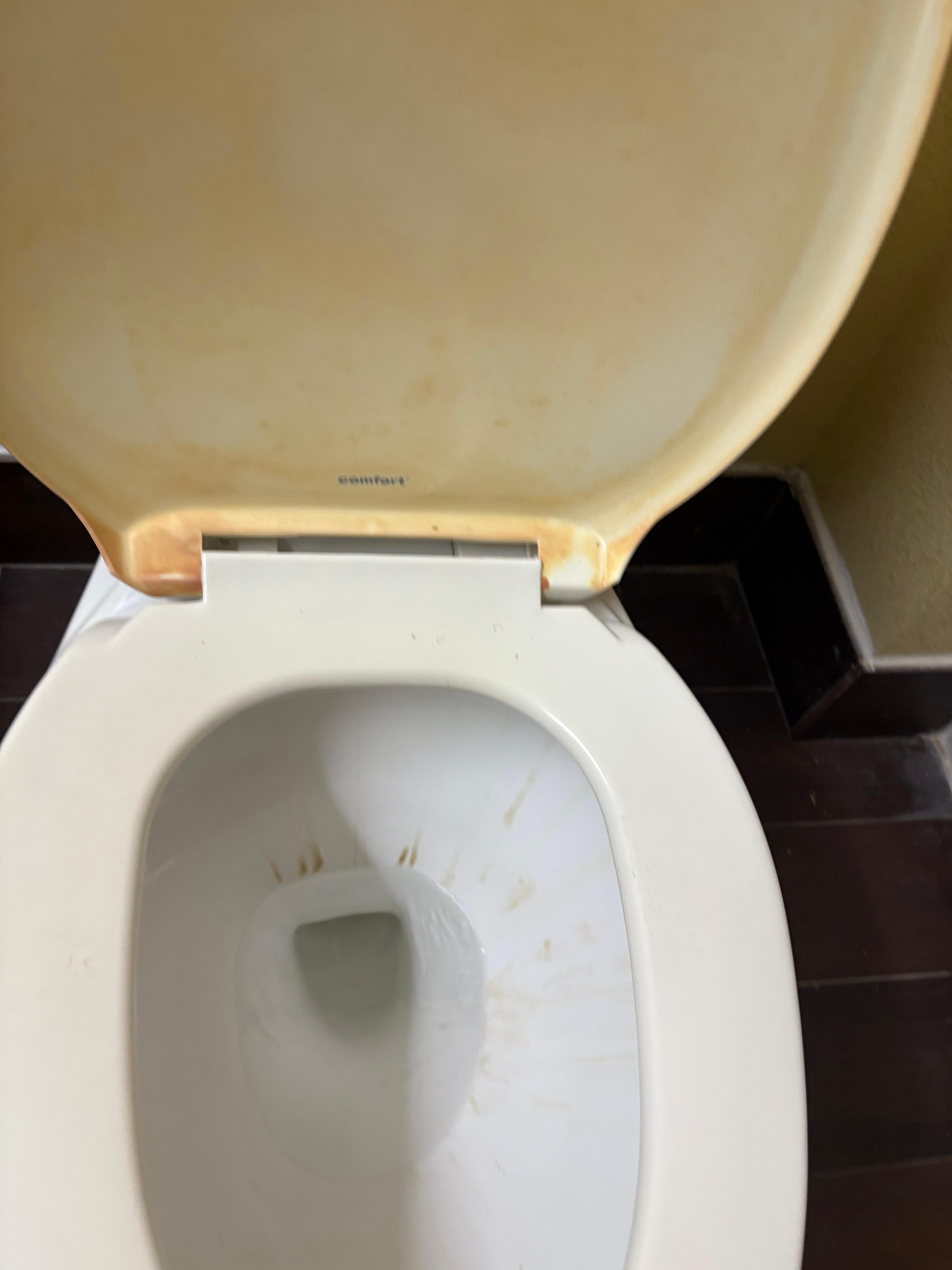 Mold in toilet