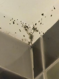 Black mold in the bathroom