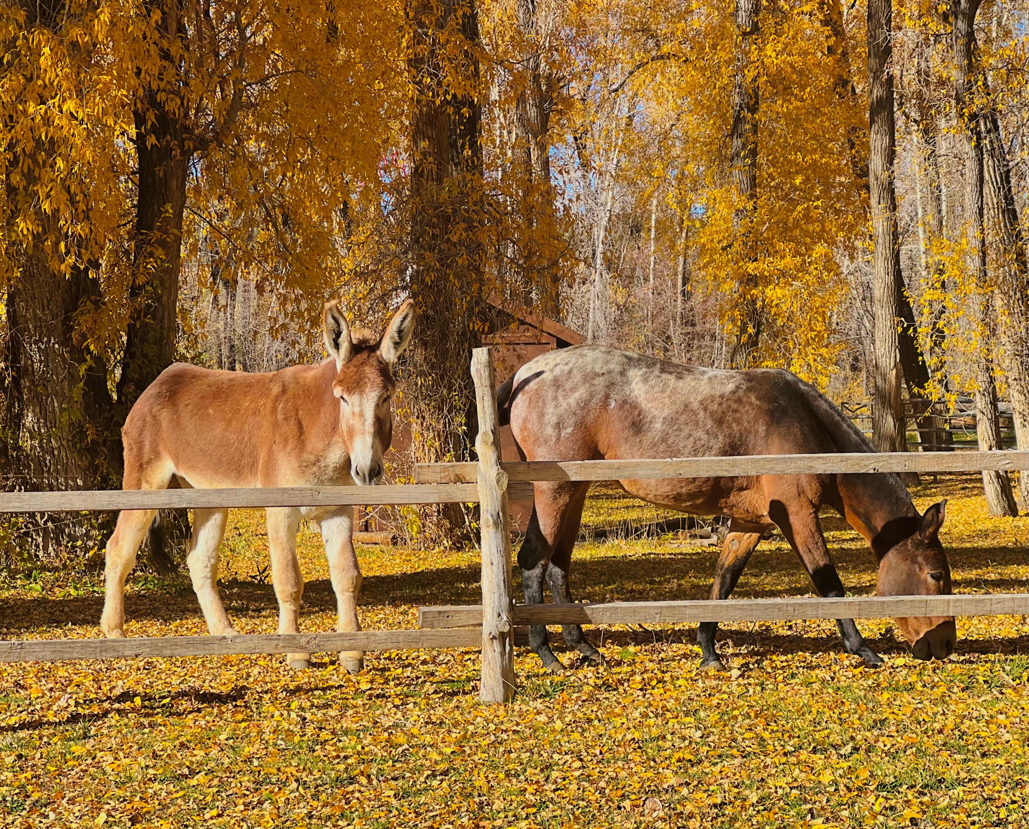 Local “wildlife”