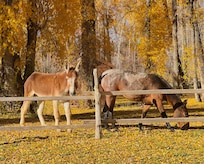 Local “wildlife”