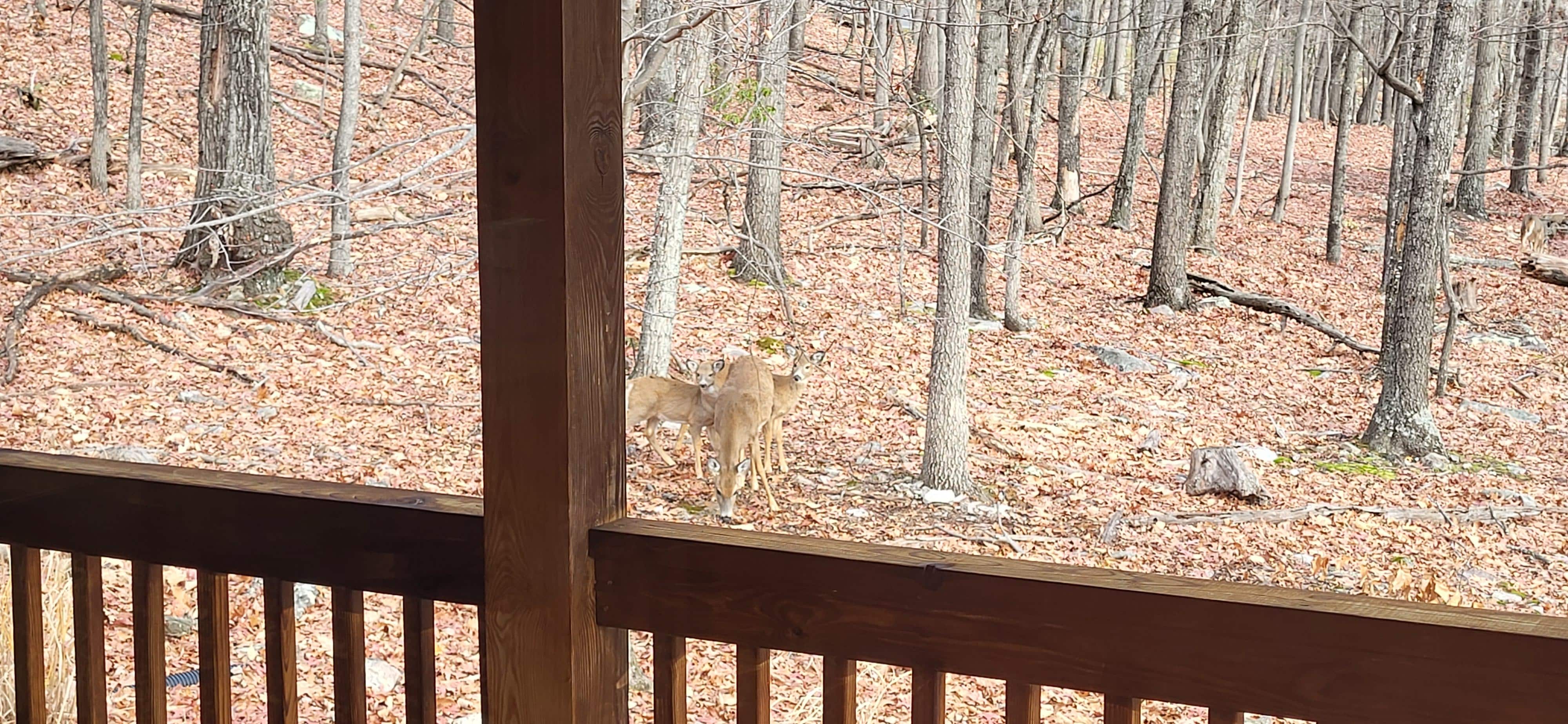 Deer come to visit almost every morning. Bite from the side of "The Porch". My wife truly embracing