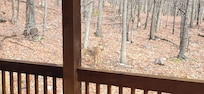 Deer come to visit almost every morning. Bite from the side of "The Porch". My wife truly embracing