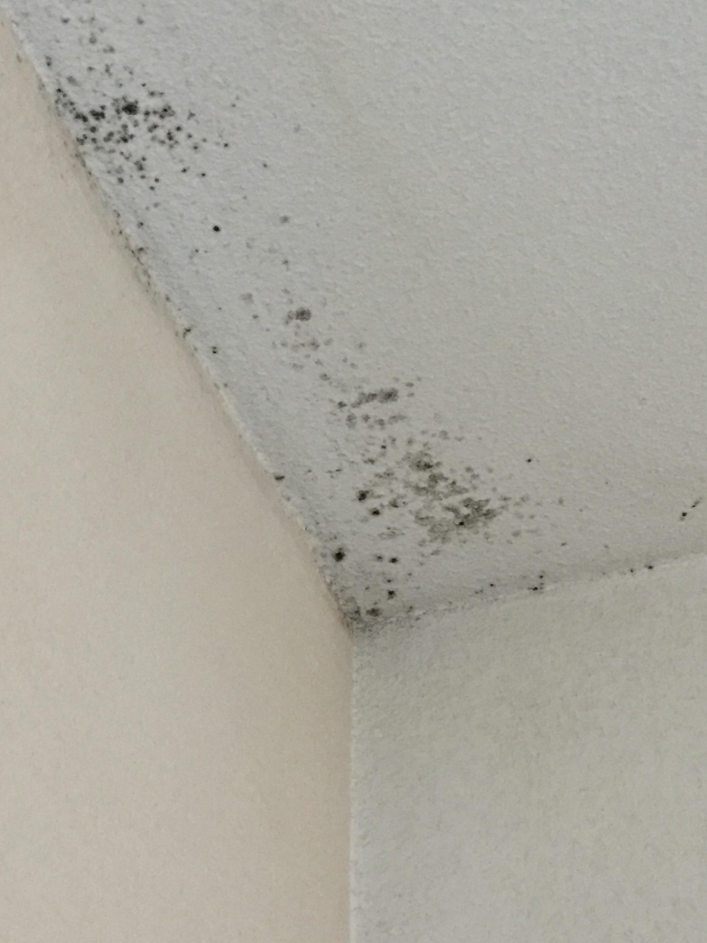 Black mold on the ceiling