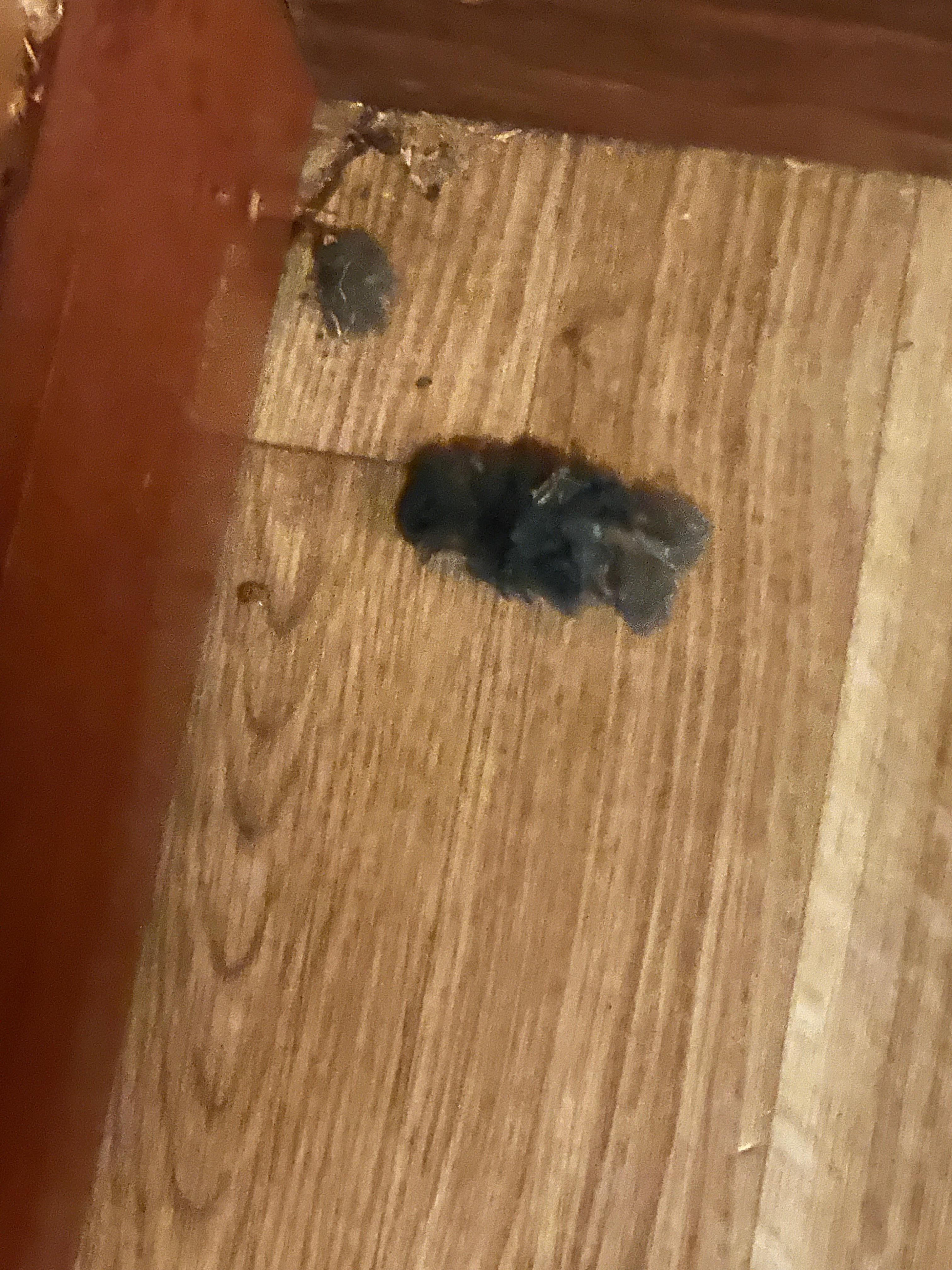 Dust bunnies upon areival