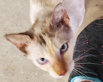 Friendly kitty