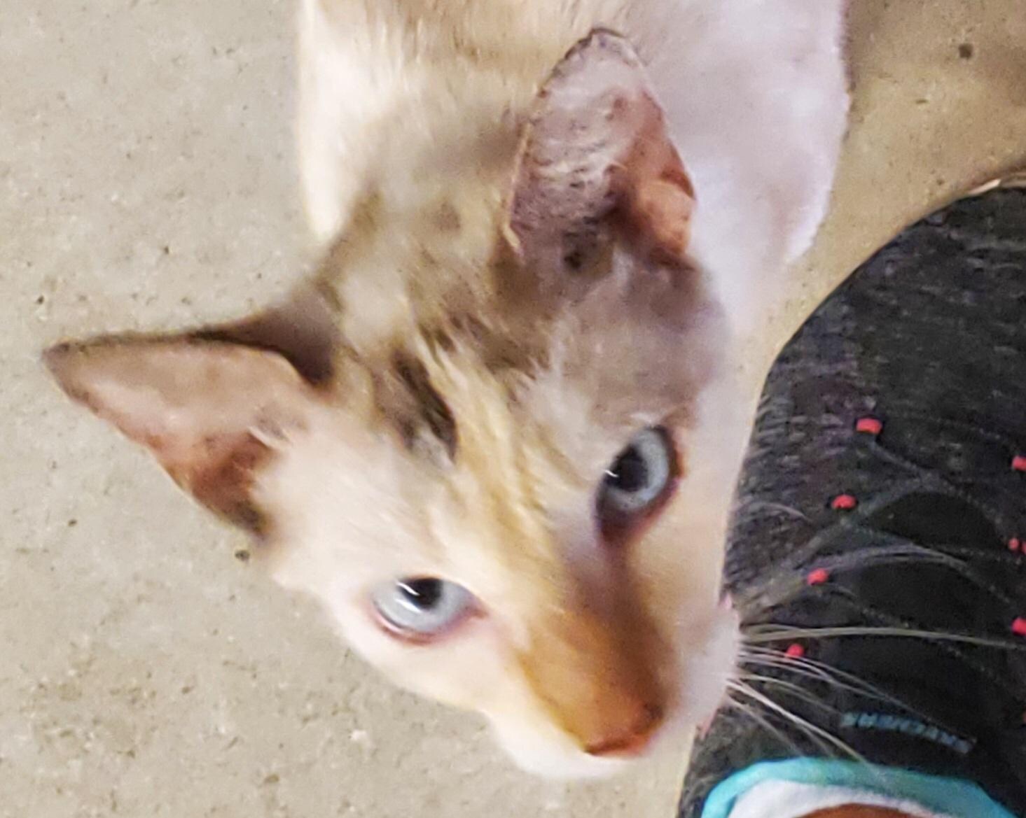 Friendly kitty