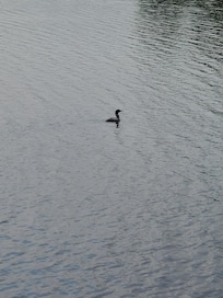 Beautiful Loons swim around the lake all day.