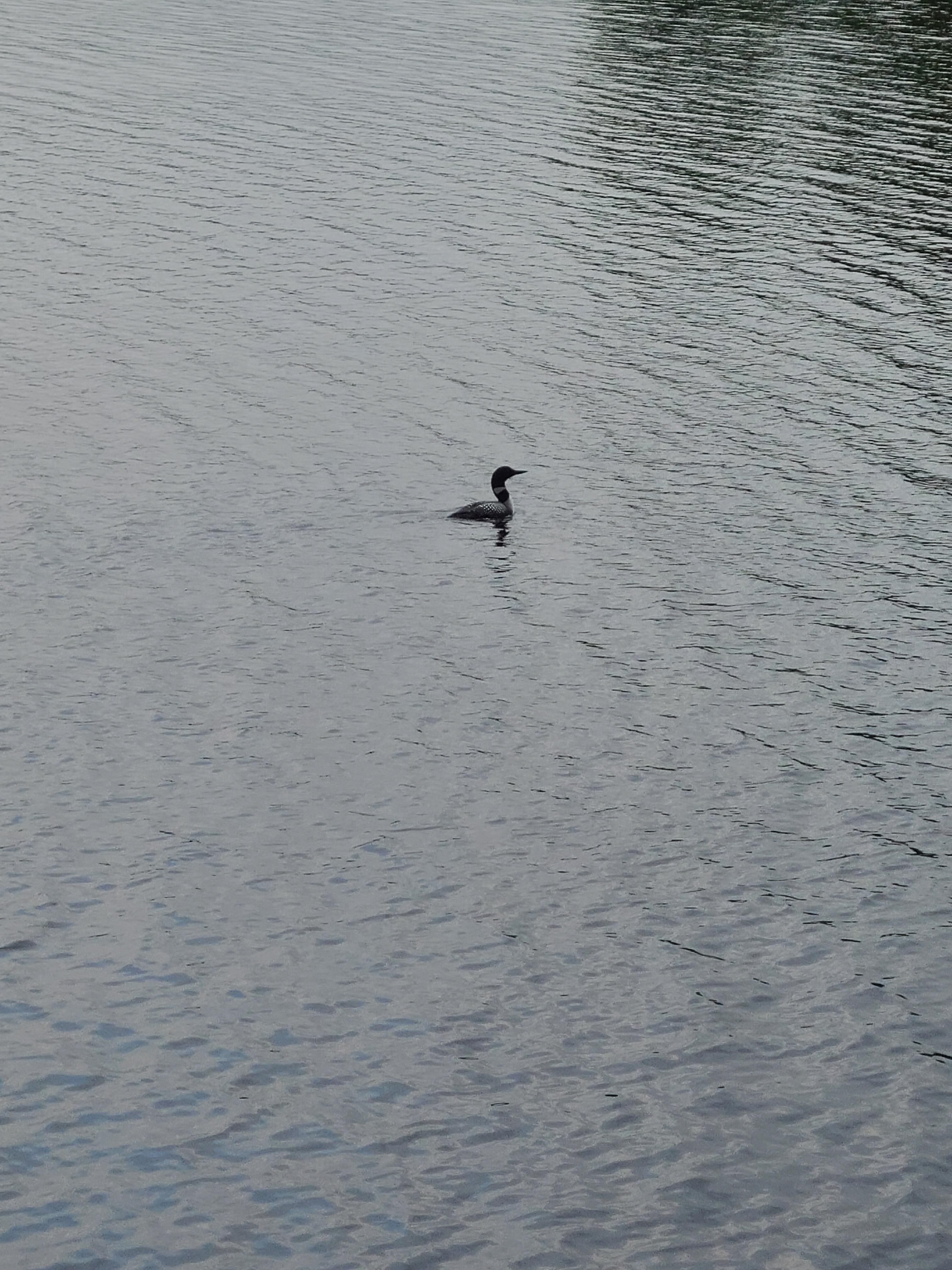 Beautiful Loons swim around the lake all day.