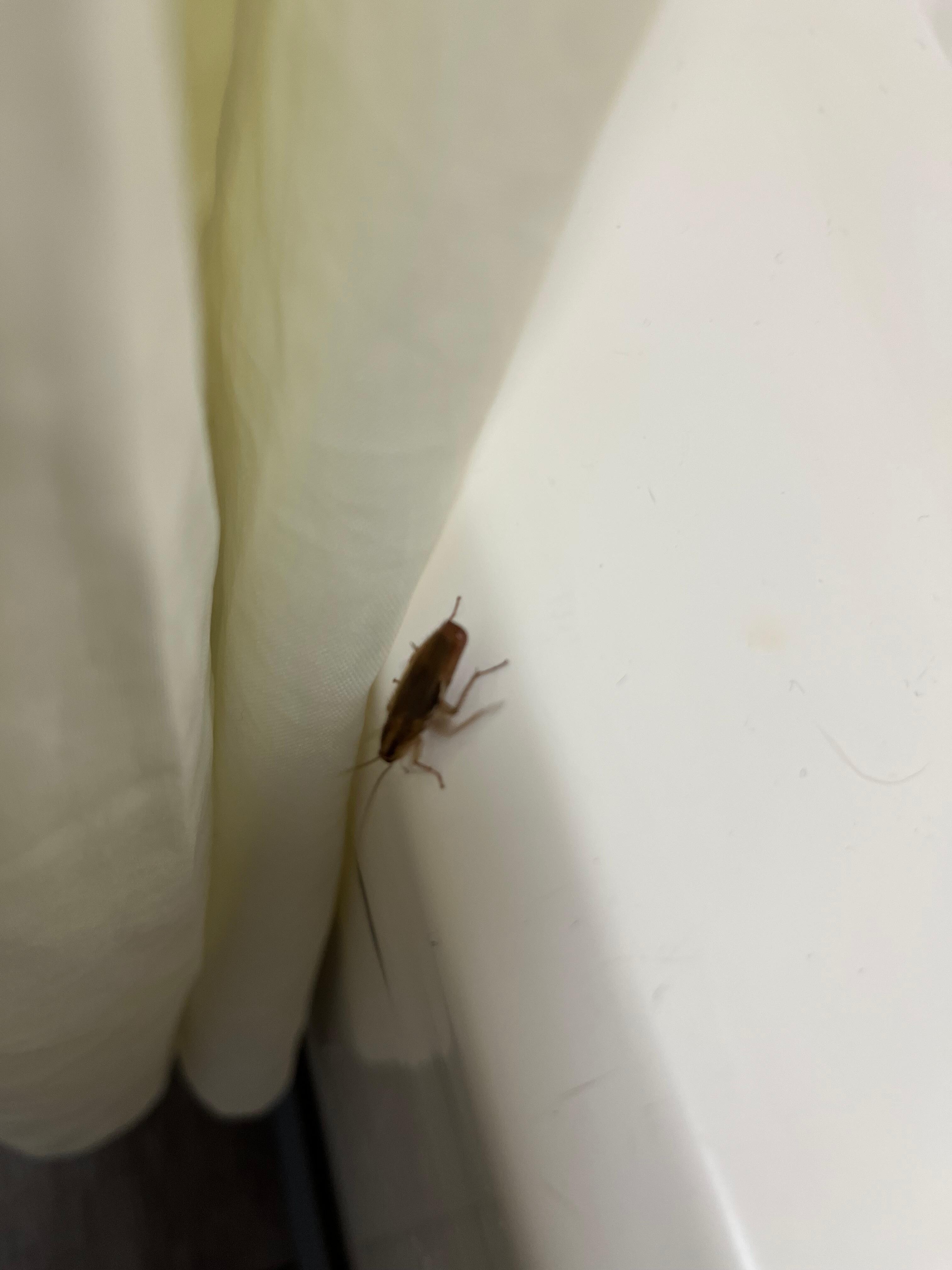 More Roach 