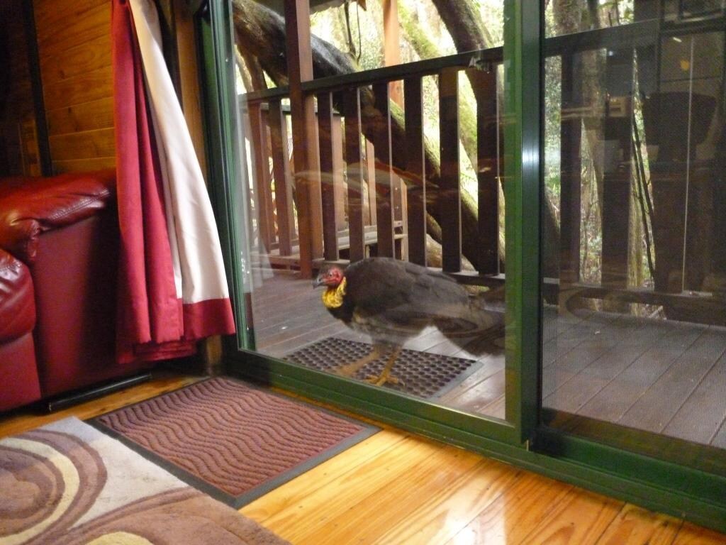 Cheeky visitor