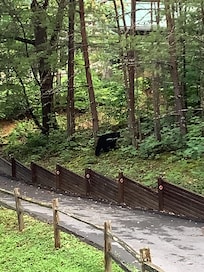 One of our wildlife visitors seen from the deck.
