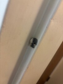 Is that bird poop or what on my bathroom door frame?