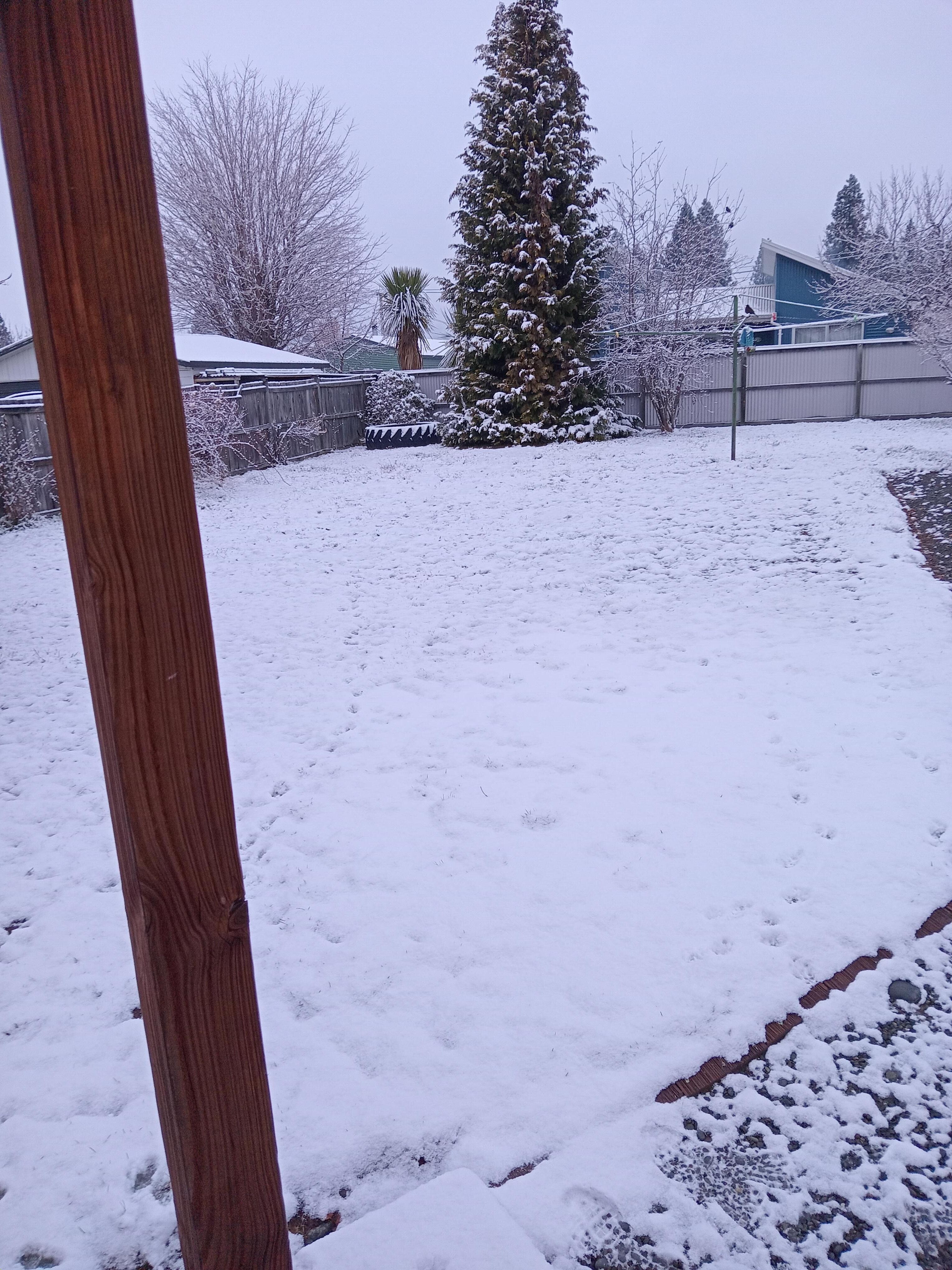 back lawn one morning