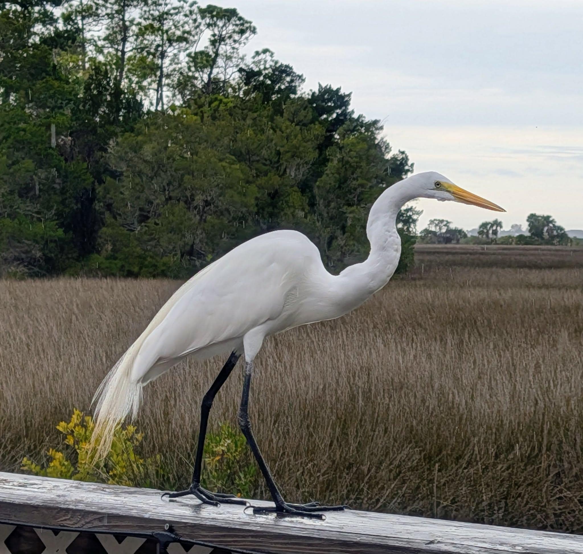 "Charlie".  A lot of local photogenic wildlife!