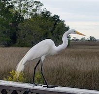 "Charlie". A lot of local photogenic wildlife!
