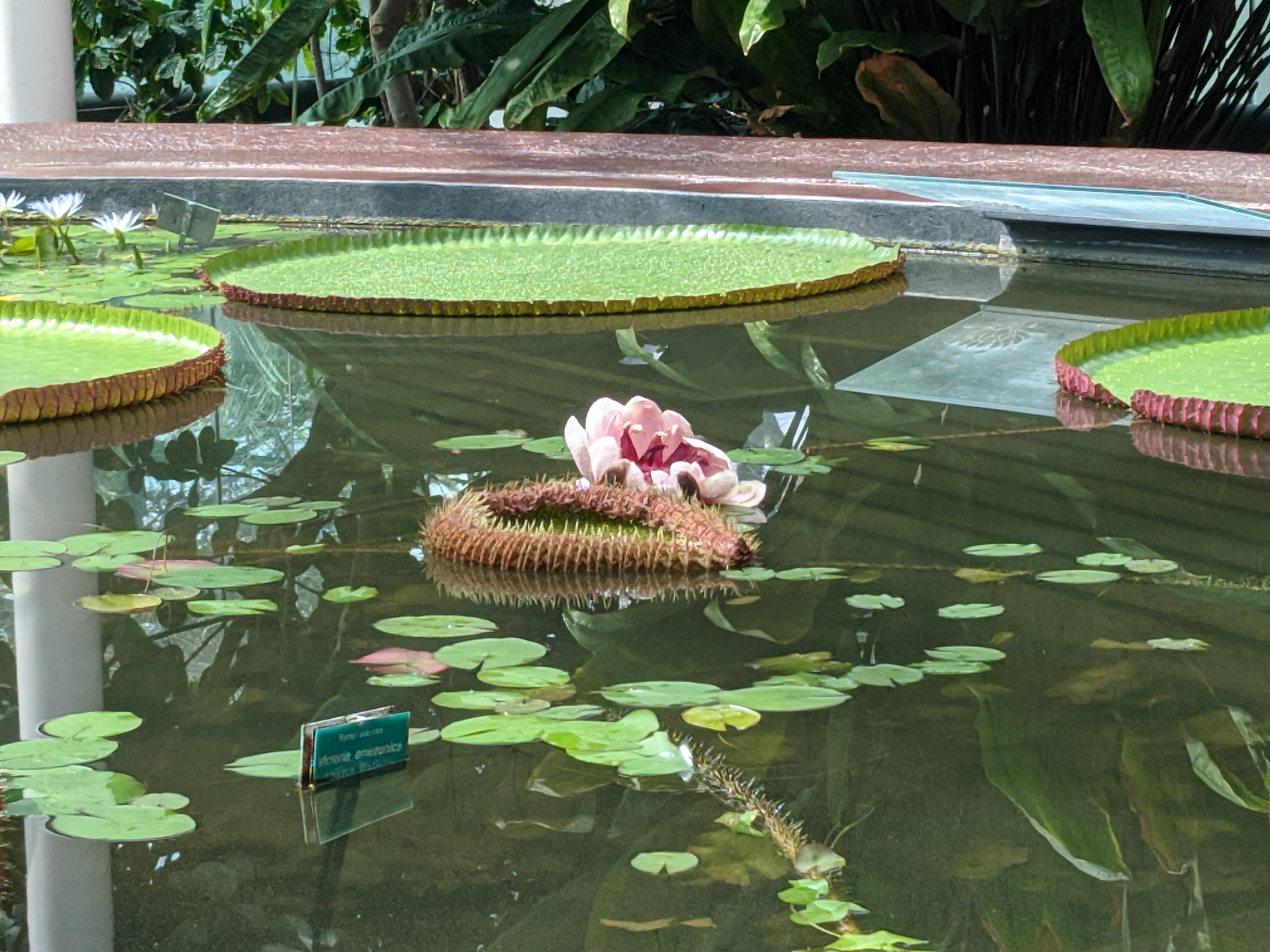 Amazon Water Lily Pavilion, Botanic gardens.