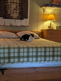 Zeus (king cat on the king bed)