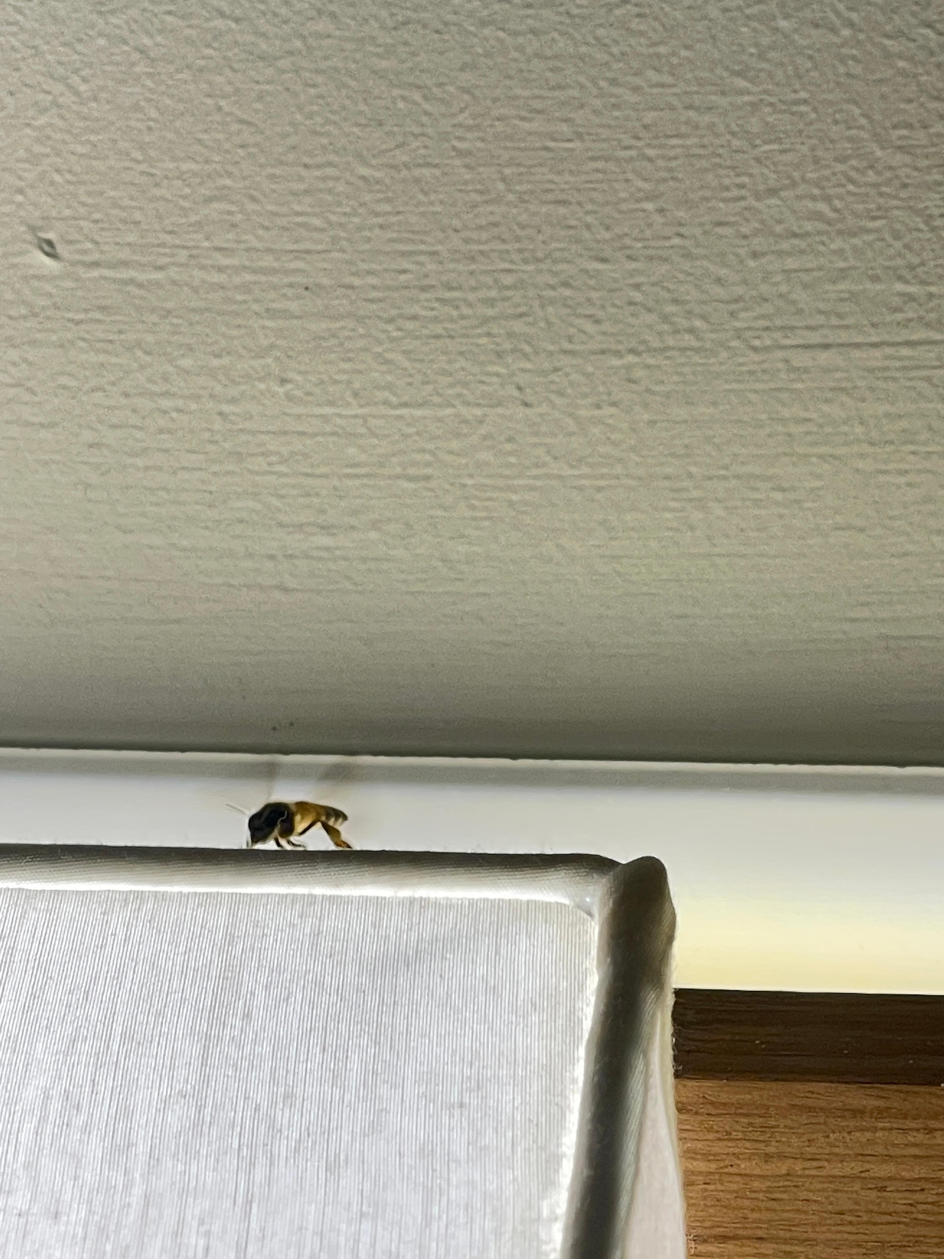 The 2nd Live bee found