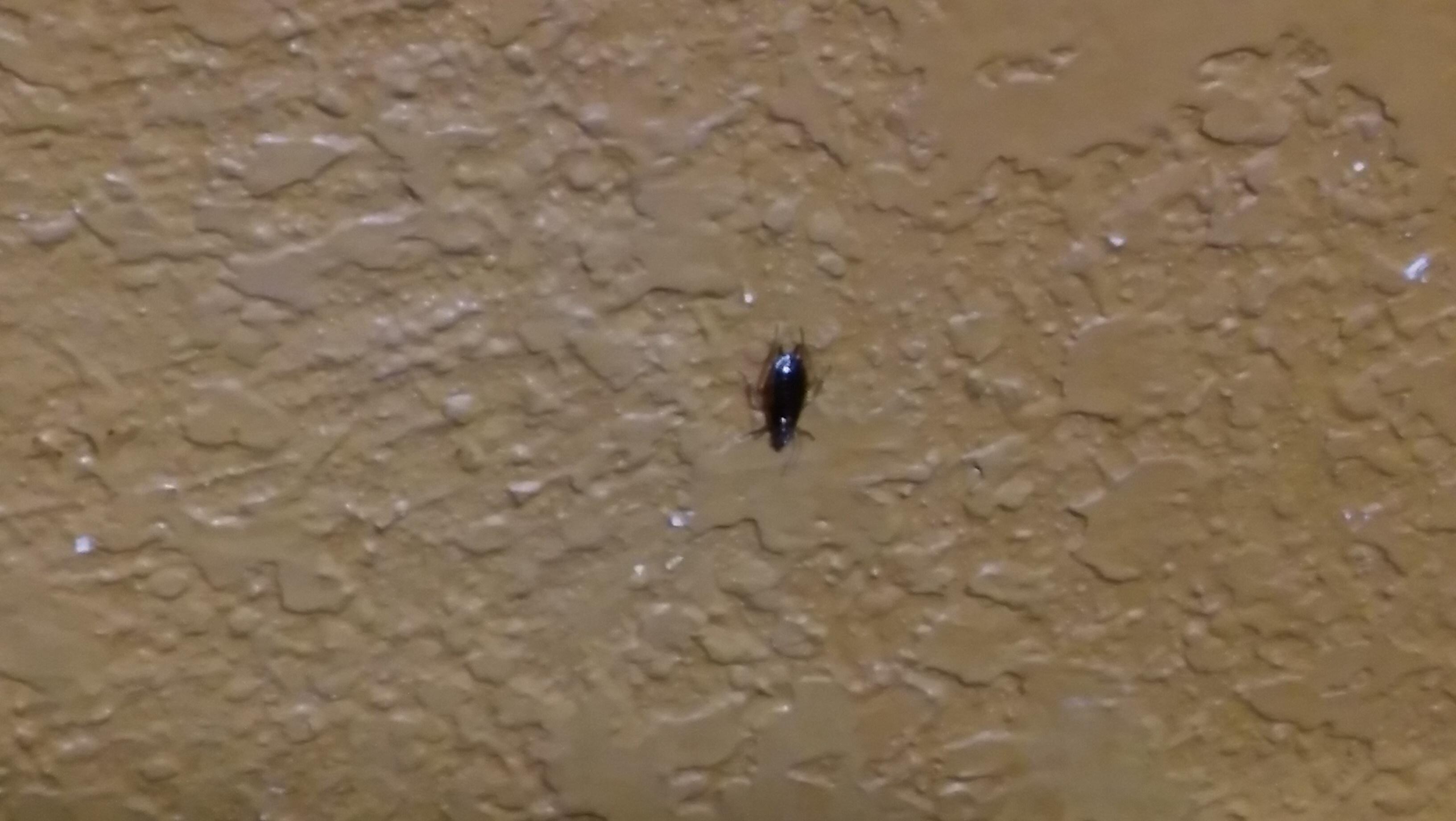 Roach on the wall