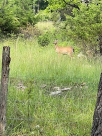 Beautiful Wildlife