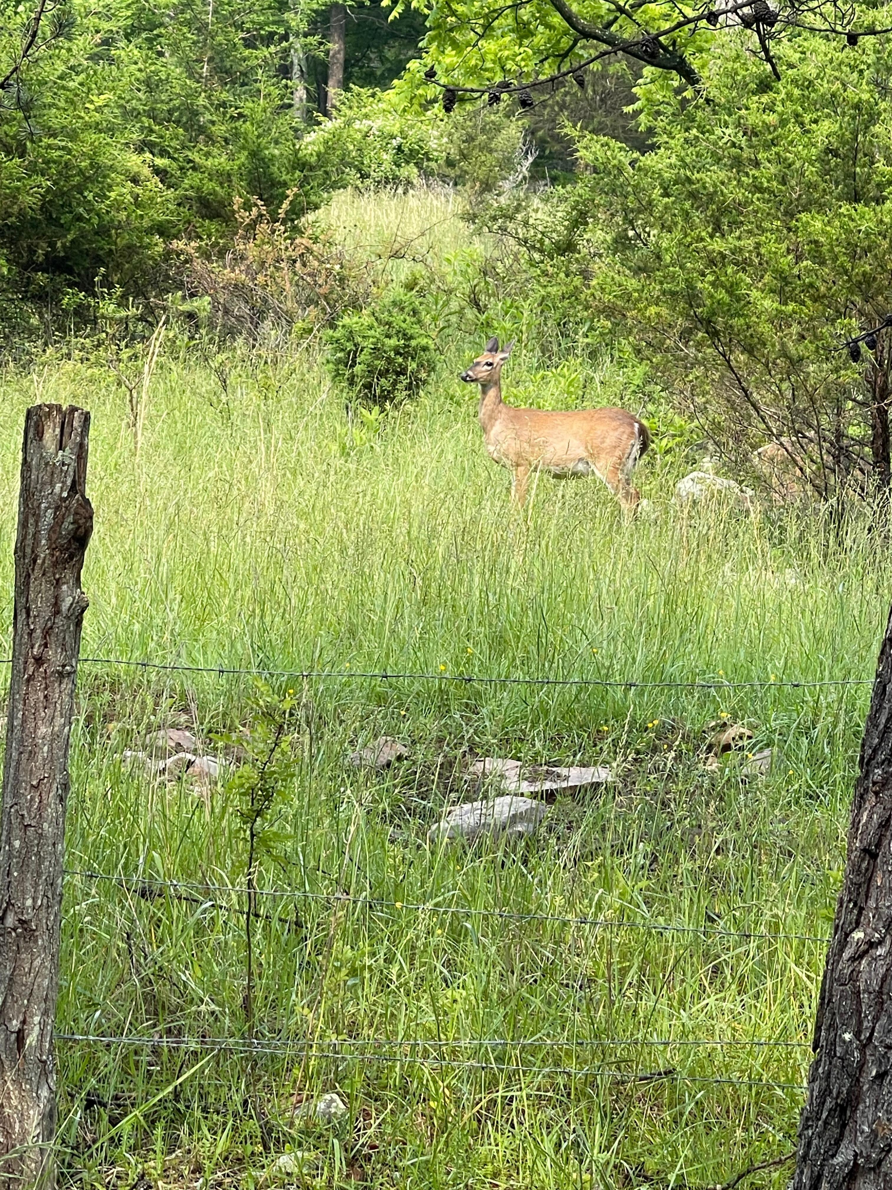 Beautiful Wildlife 